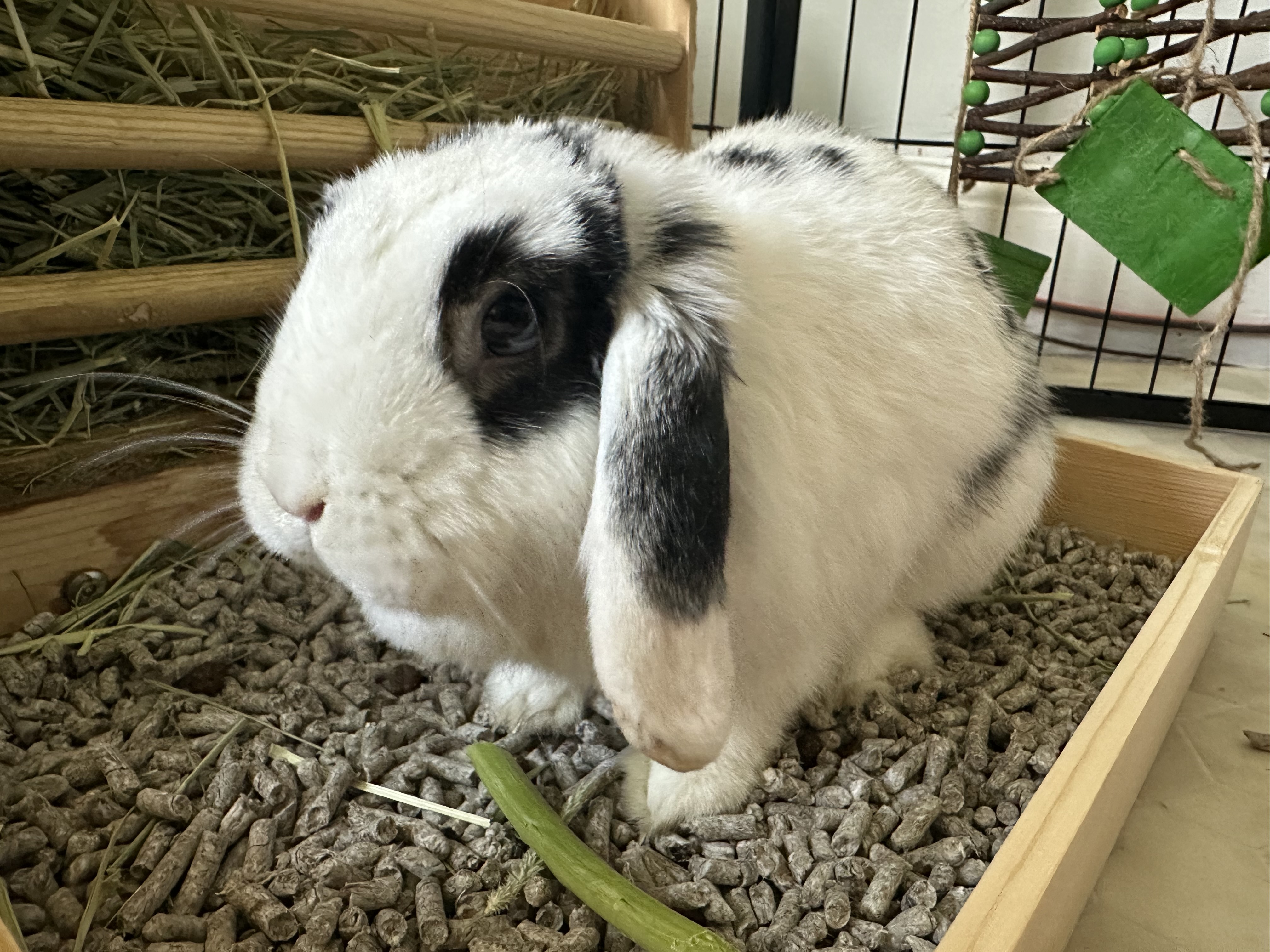 Luna, Adopted, Adult Female Holland Lop.