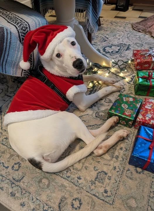 Balder, ADOPTABLE, Young Male Dogo Argentino & Terrier.