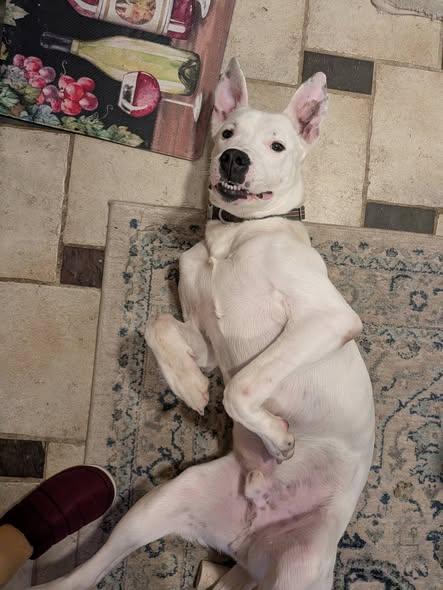 Enlarge Balder, a ADOPTABLE mixed breed in Dunn, NC image 3/4