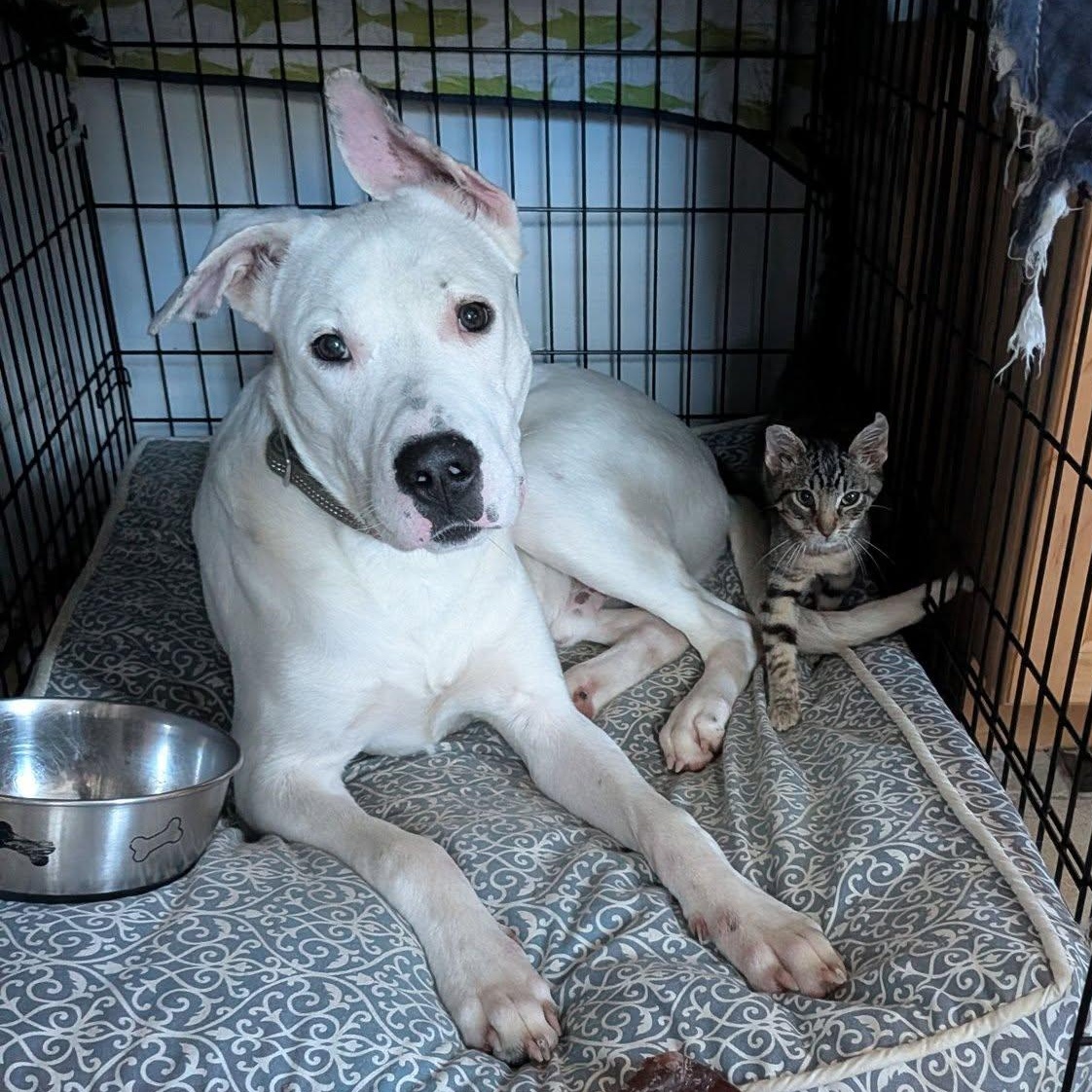 Enlarge Balder, a ADOPTABLE mixed breed in Dunn, NC image 4/4