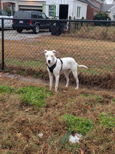 Enlarge Balder, a ADOPTABLE mixed breed in Dunn, NC image 2/4