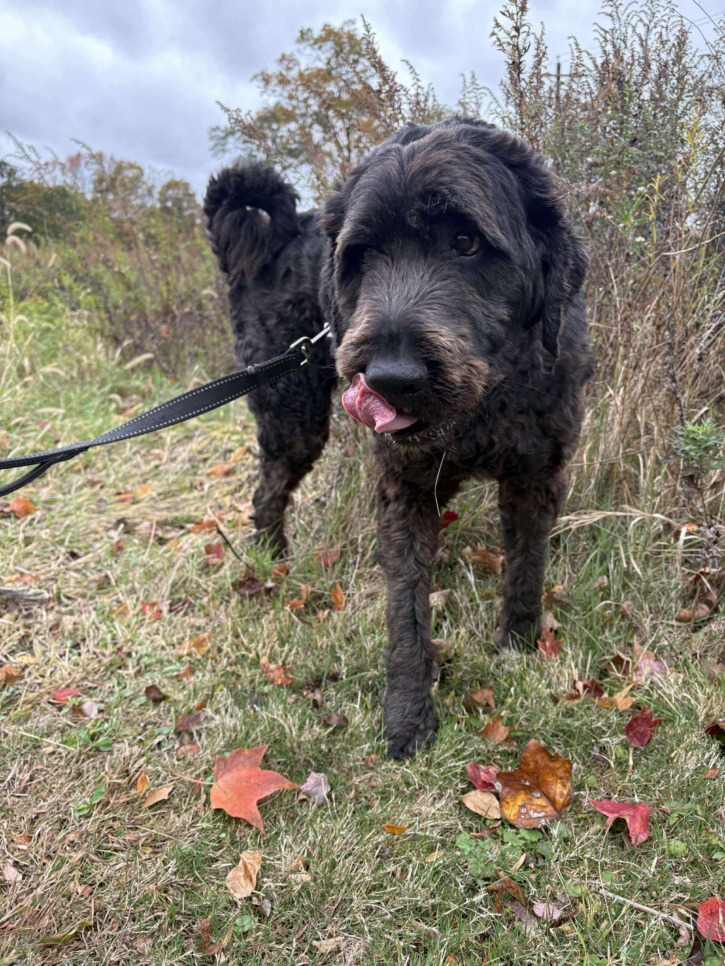 Enlarge Caesar (Foster or Adopter Needed!), a Adoptable mixed breed in Westwood, NJ image 5/6