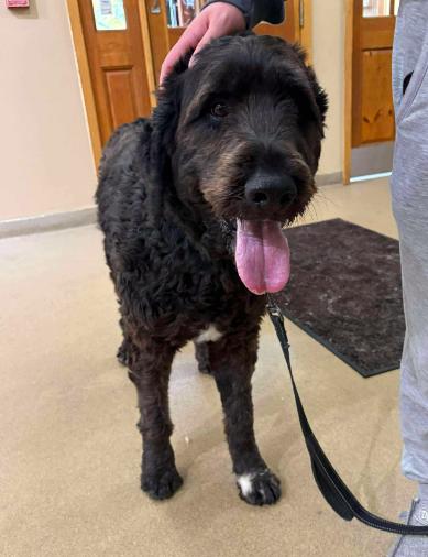 Enlarge Caesar (Foster or Adopter Needed!), a Adoptable mixed breed in Westwood, NJ image 3/6