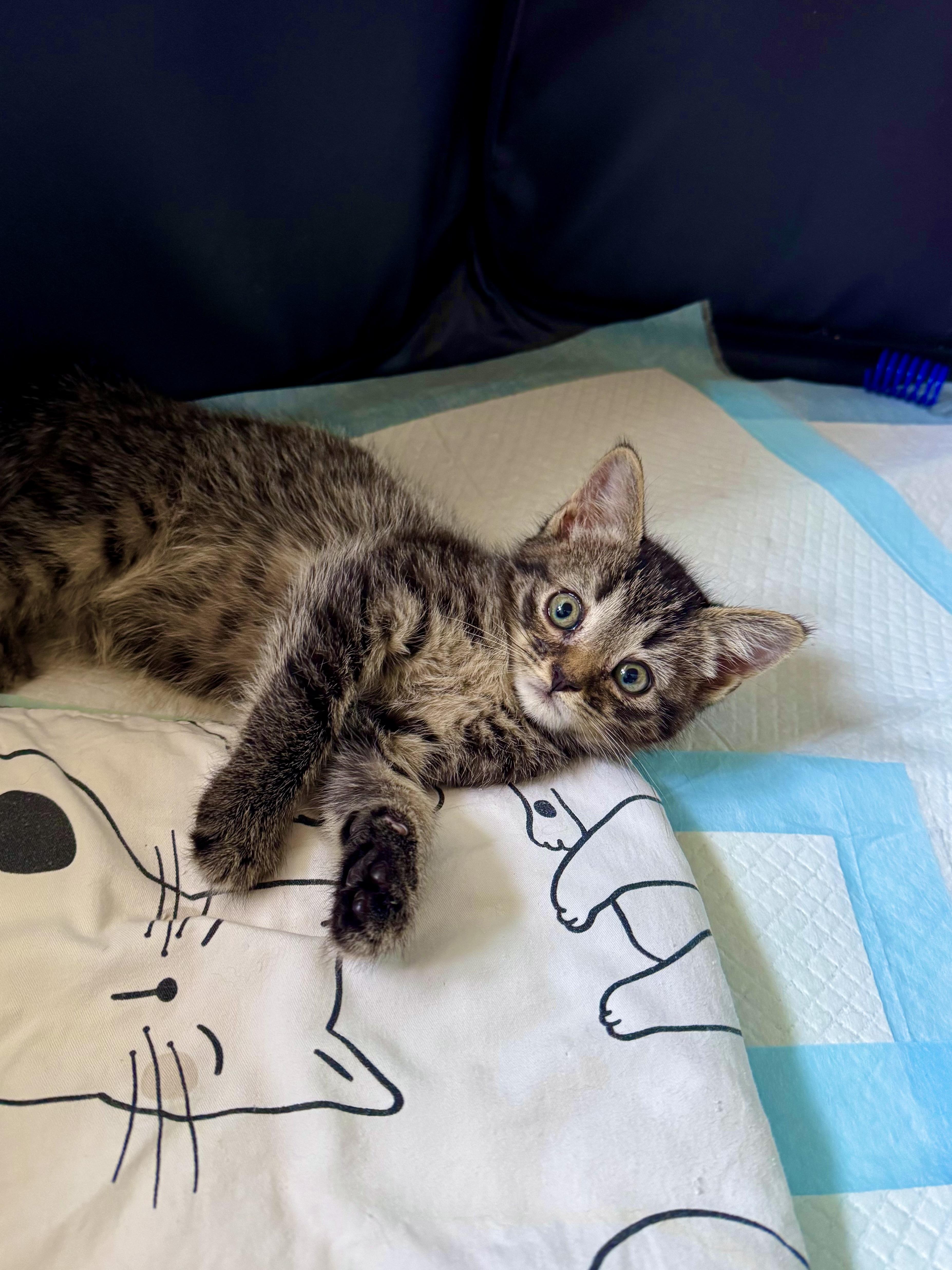 Nate, a ADOPTABLE Domestic Short Hair in Ramsey, NJ image 2/5