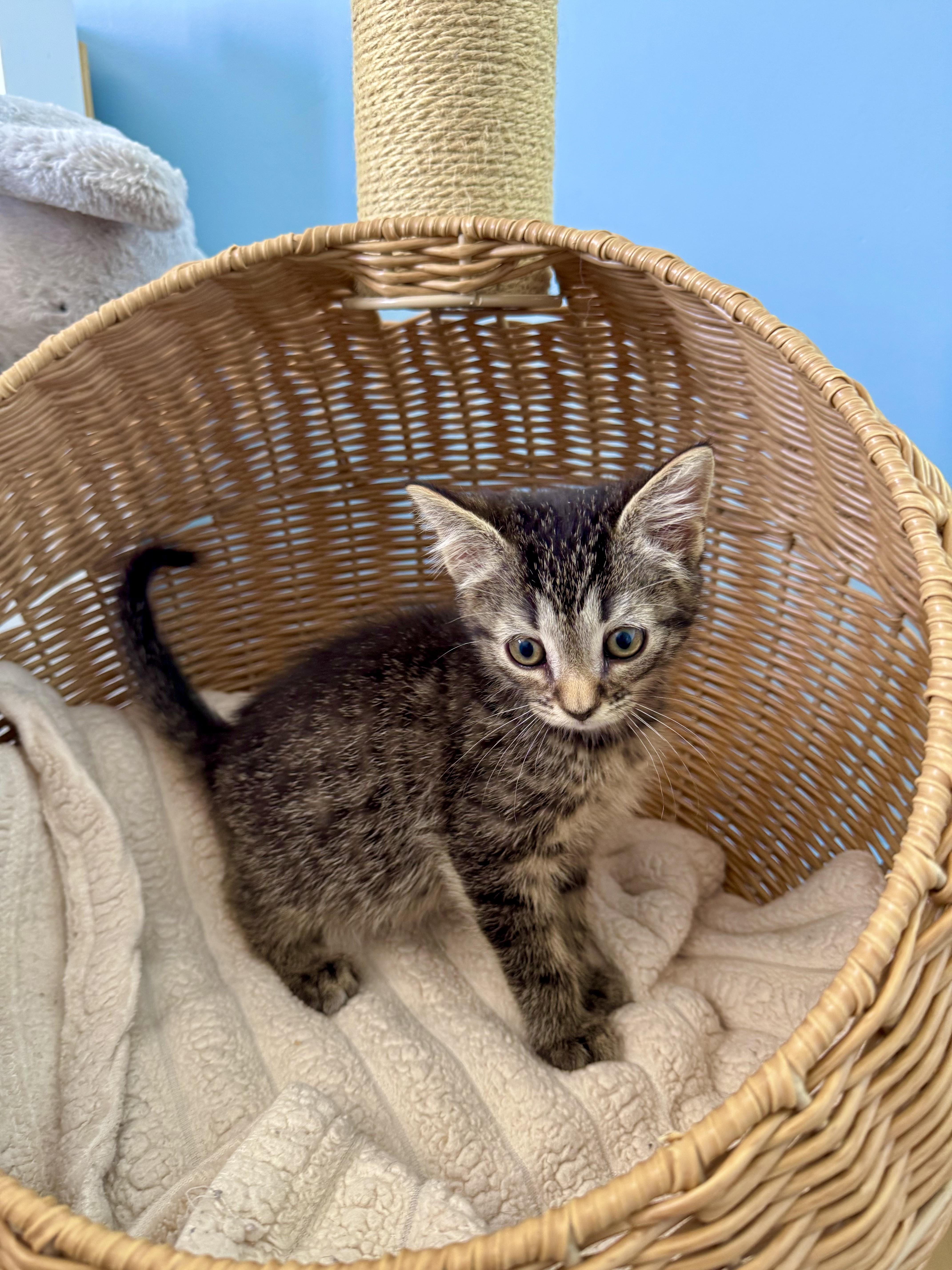 Nate, a ADOPTABLE Domestic Short Hair in Ramsey, NJ image 5/5