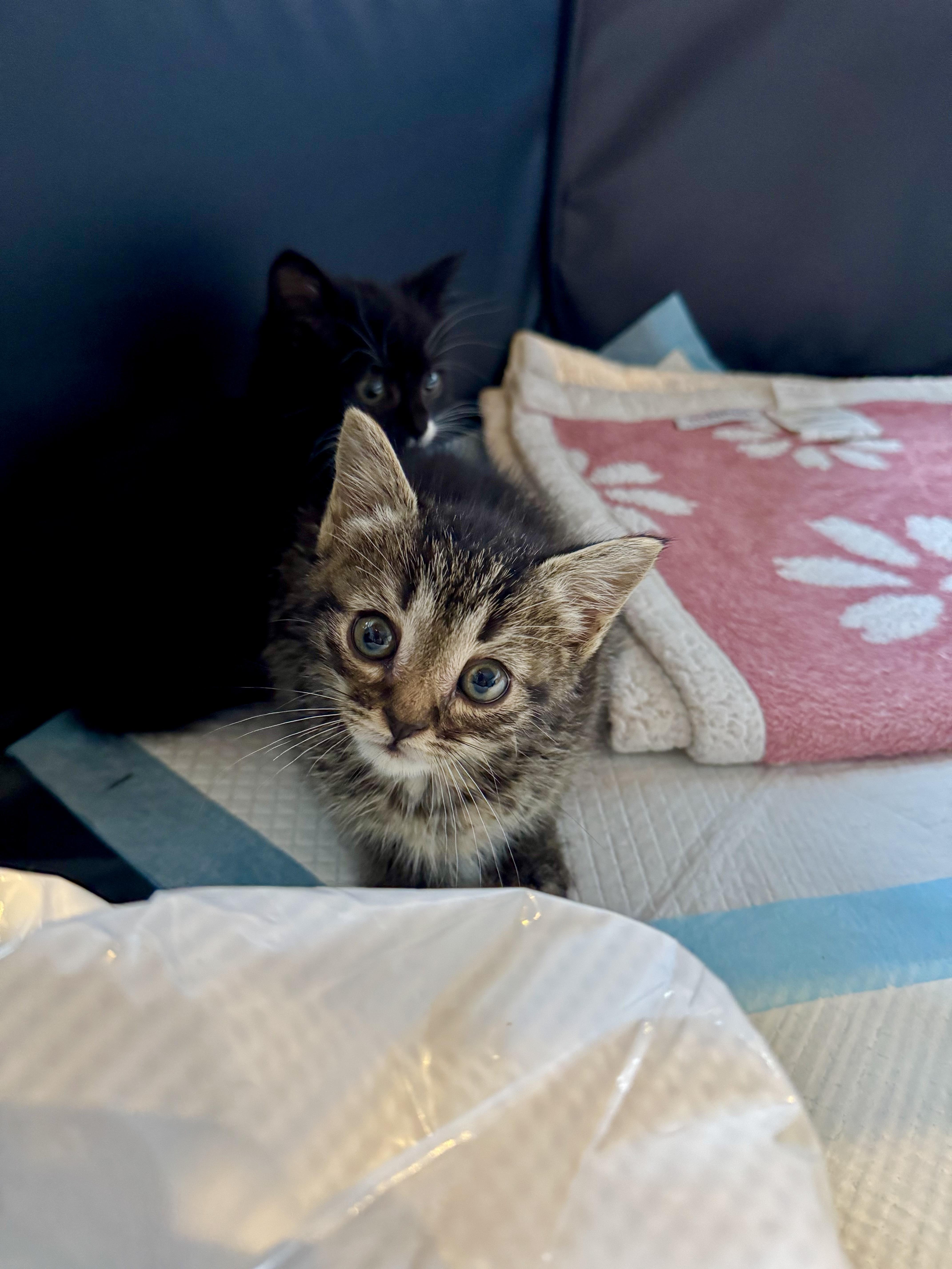 Nate, ADOPTABLE, Kitten Male Domestic Short Hair.