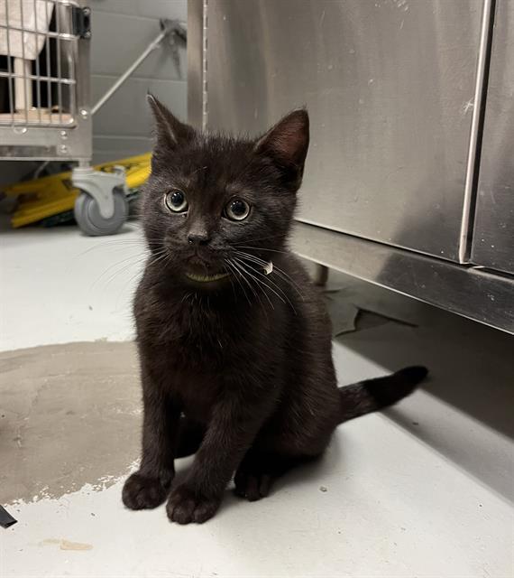 Enlarge P.J, a Adoptable Domestic Short Hair in Toronto, ON image 1/1