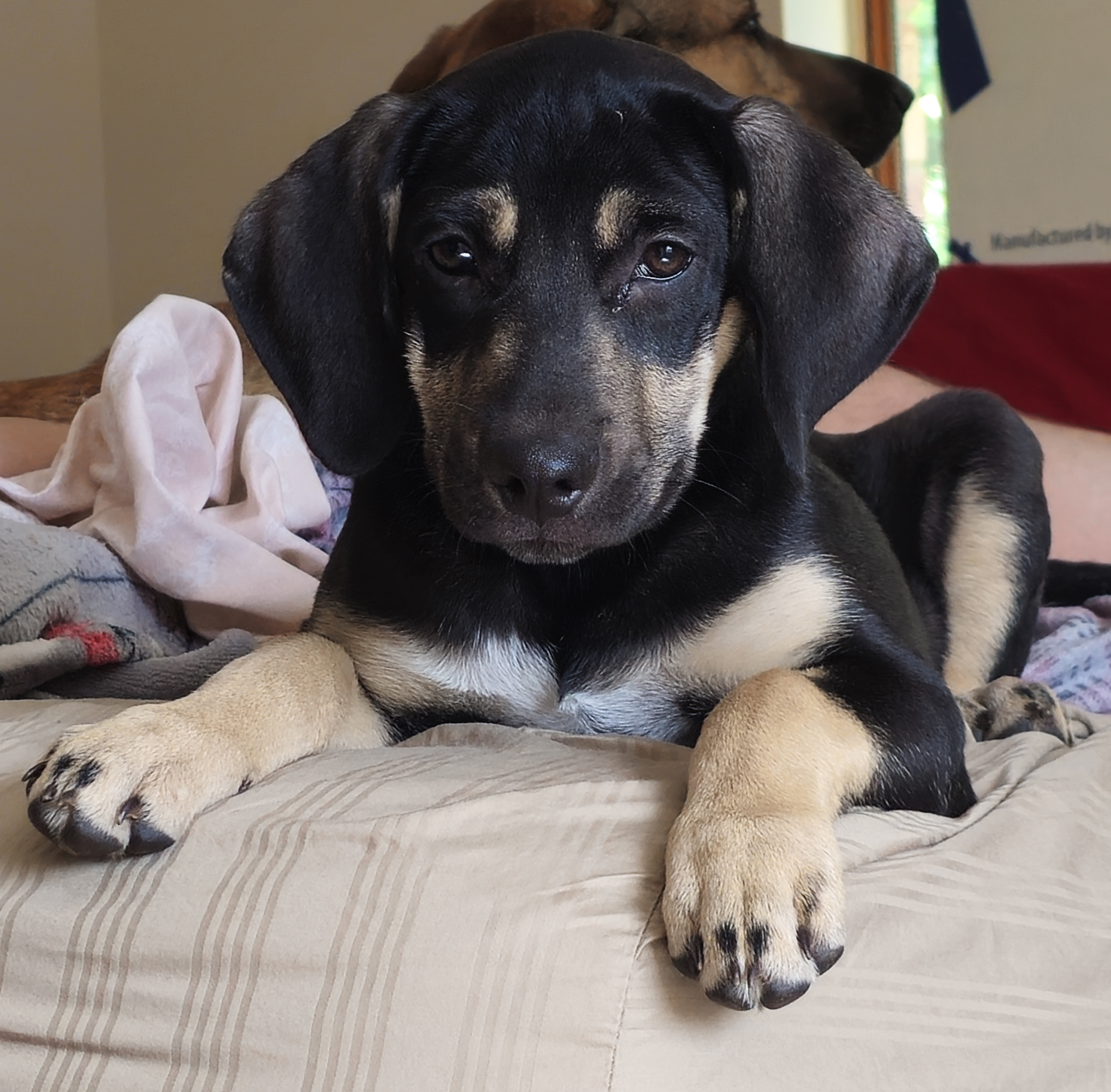 Enlarge Cupcake, a Adopted mixed breed in Tyler, TX image 5/5