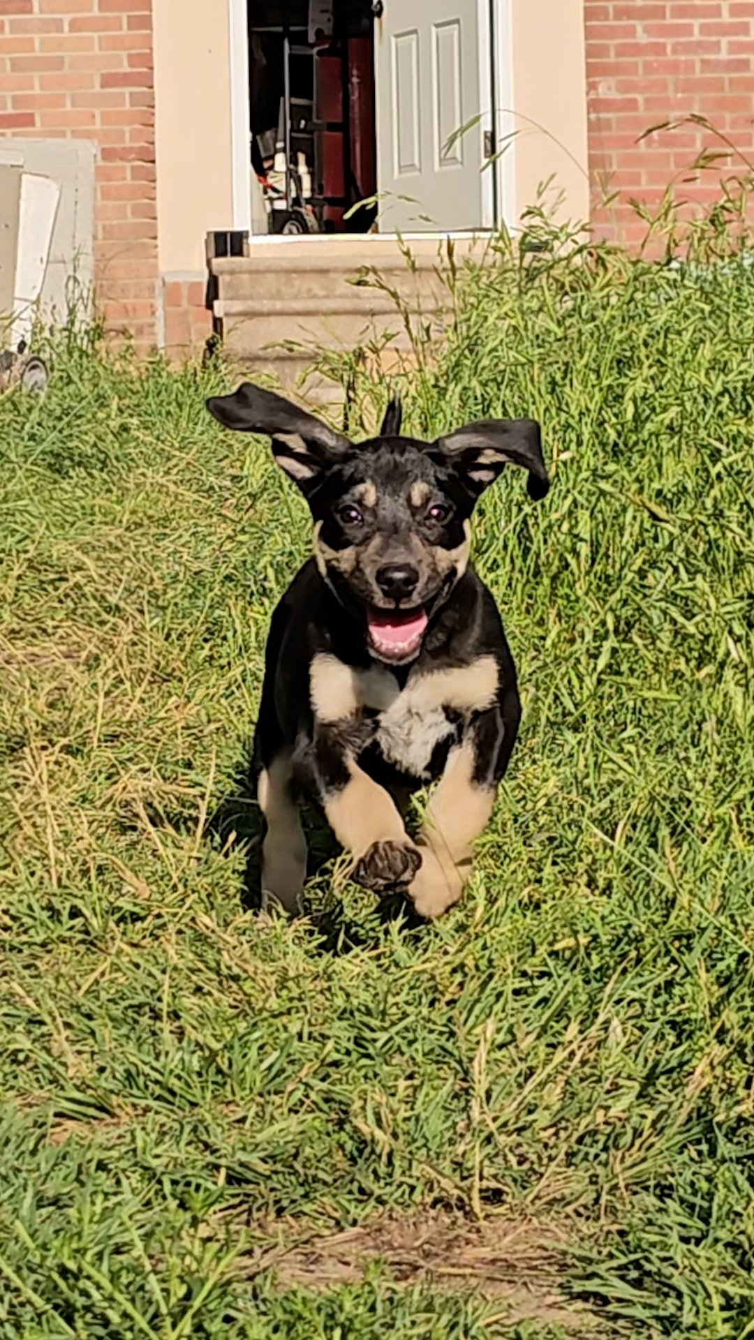 Enlarge Cupcake, a Adopted mixed breed in Tyler, TX image 1/5