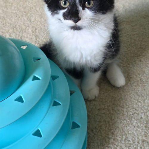 Enlarge William, a Adoptable Domestic Medium Hair in Fishers, IN image 2/4