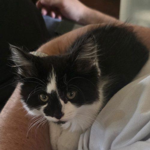 Enlarge William, a Adoptable Domestic Medium Hair in Fishers, IN image 3/4