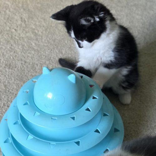 Enlarge William, a Adoptable Domestic Medium Hair in Fishers, IN image 4/4