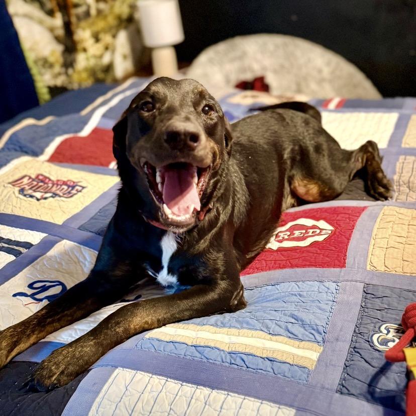 Enlarge Cypress, a Adoptable mixed breed in New Orleans, LA image 1/6