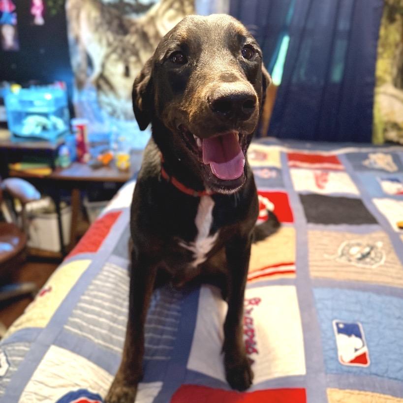 Enlarge Cypress, a Adoptable mixed breed in New Orleans, LA image 2/6