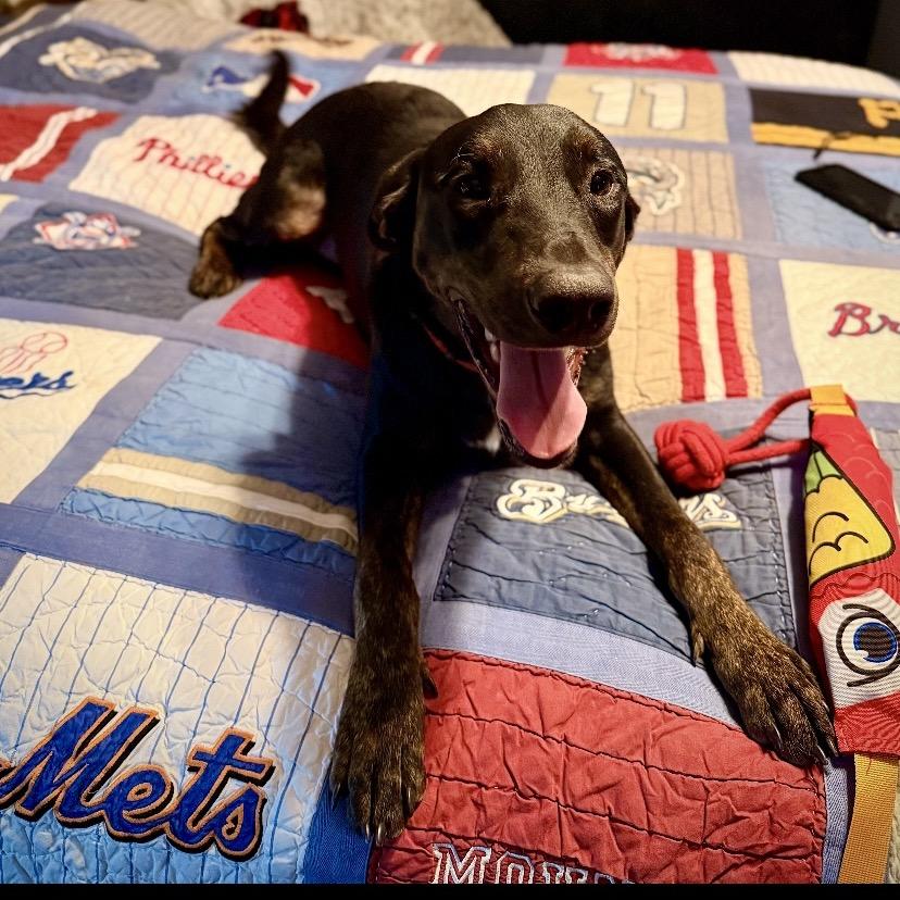 Enlarge Cypress, a Adoptable mixed breed in New Orleans, LA image 3/6
