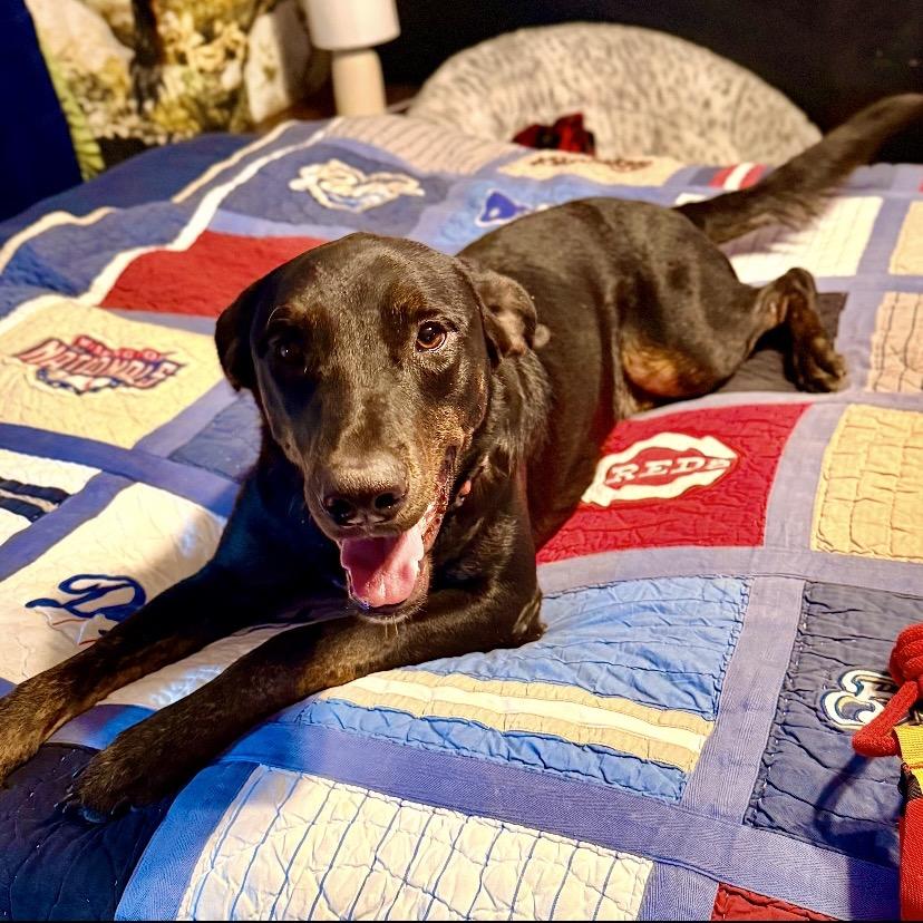 Enlarge Cypress, a Adoptable mixed breed in New Orleans, LA image 6/6