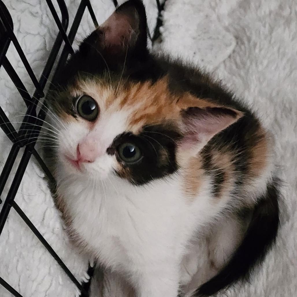 GEORGETTE, adopted, Kitten Female Domestic Short Hair.