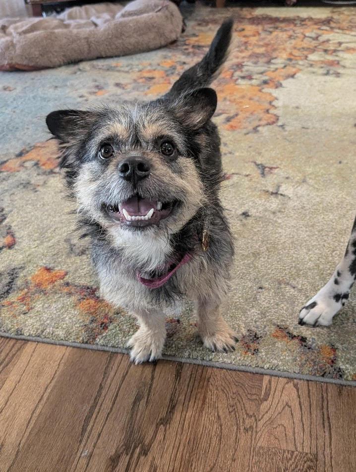 Enlarge Emmett, a Adoptable mixed breed in Cumming, GA image 2/6