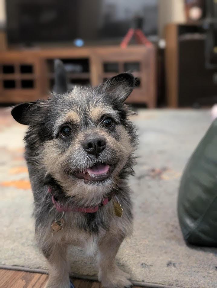 Enlarge Emmett, a Adoptable mixed breed in Cumming, GA image 5/6