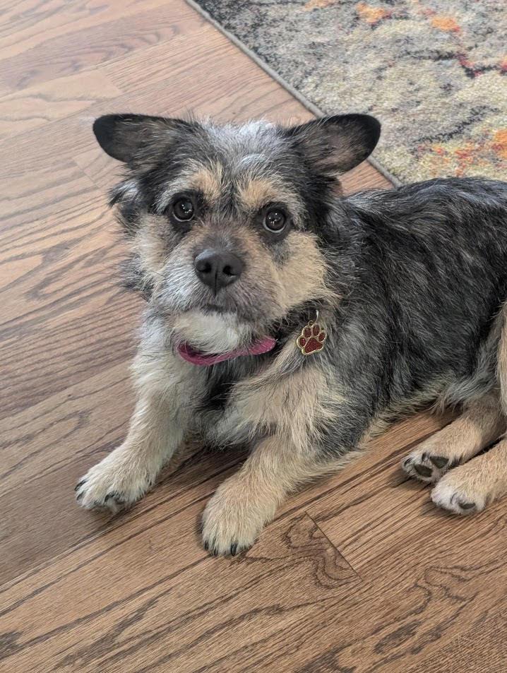 Enlarge Emmett, a Adoptable mixed breed in Cumming, GA image 4/6