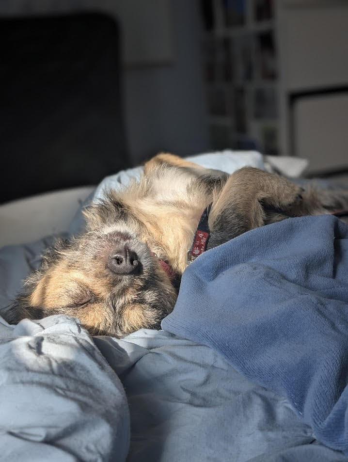 Enlarge Emmett, a Adoptable mixed breed in Cumming, GA image 3/6