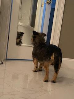 Emmett, Adoptable, Young Male Terrier & Norwich Terrier.