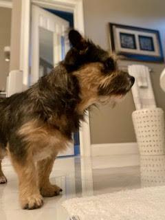 Enlarge Emmett, a Adoptable mixed breed in Cumming, GA image 2/4