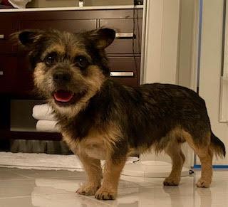 Enlarge Emmett, a Adoptable mixed breed in Cumming, GA image 3/4