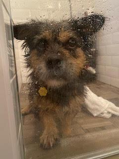 Enlarge Emmett, a Adoptable mixed breed in Cumming, GA image 4/4