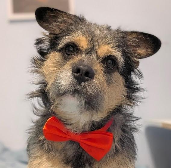 Emmett, Adoptable, Young Male Terrier & Norwich Terrier.
