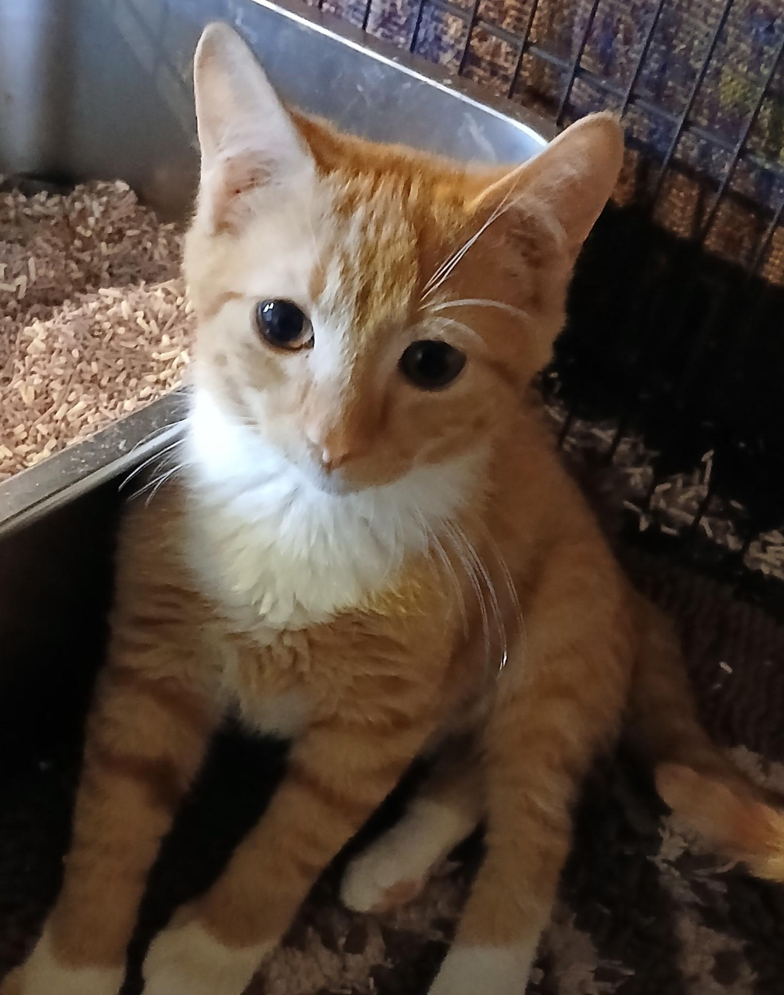Enlarge Blaze, an adopted Domestic Short Hair in lititz, PA image 1/1