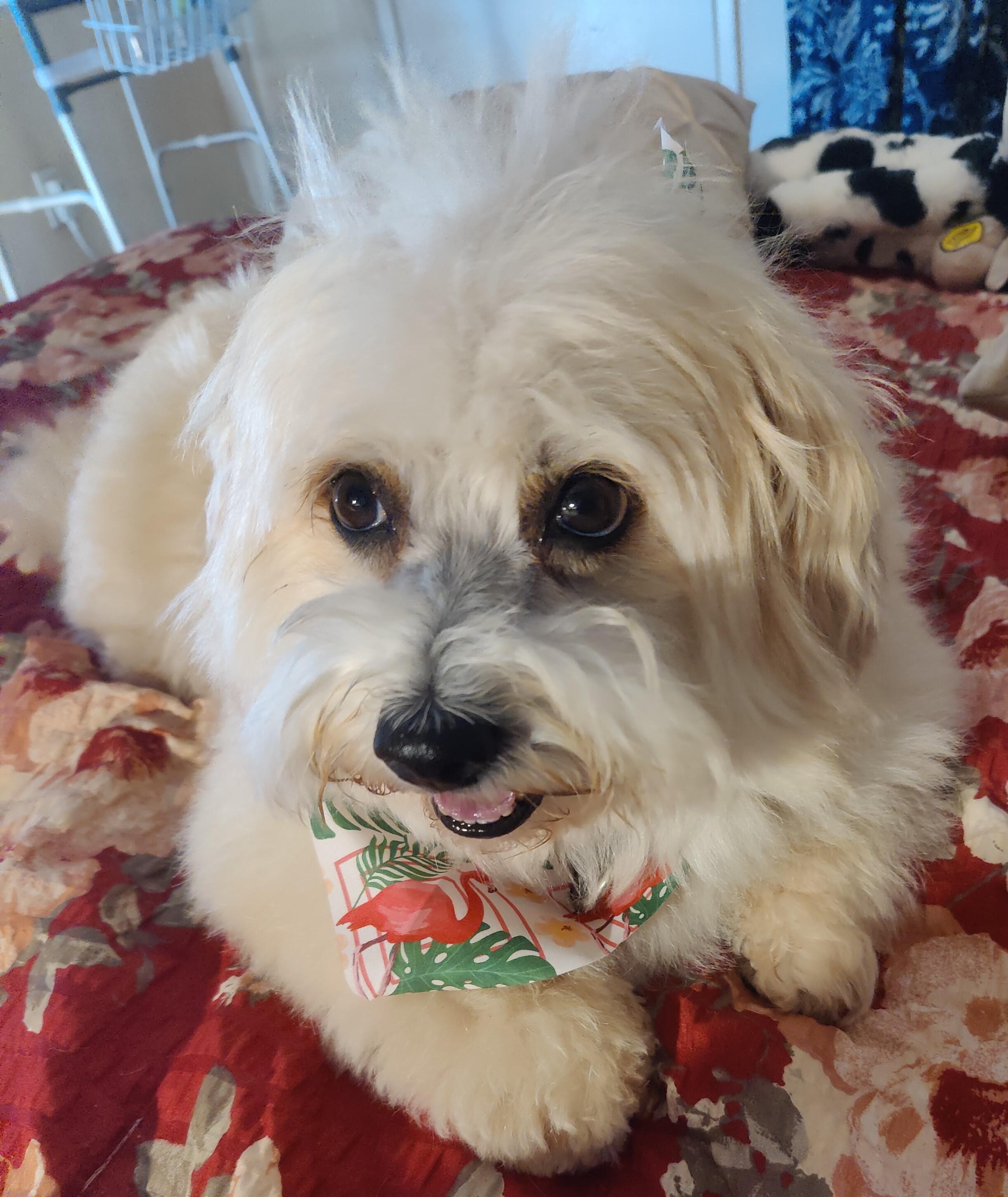 Jasmine and Thunder, Adoptable, Young Female Corgi & Poodle.