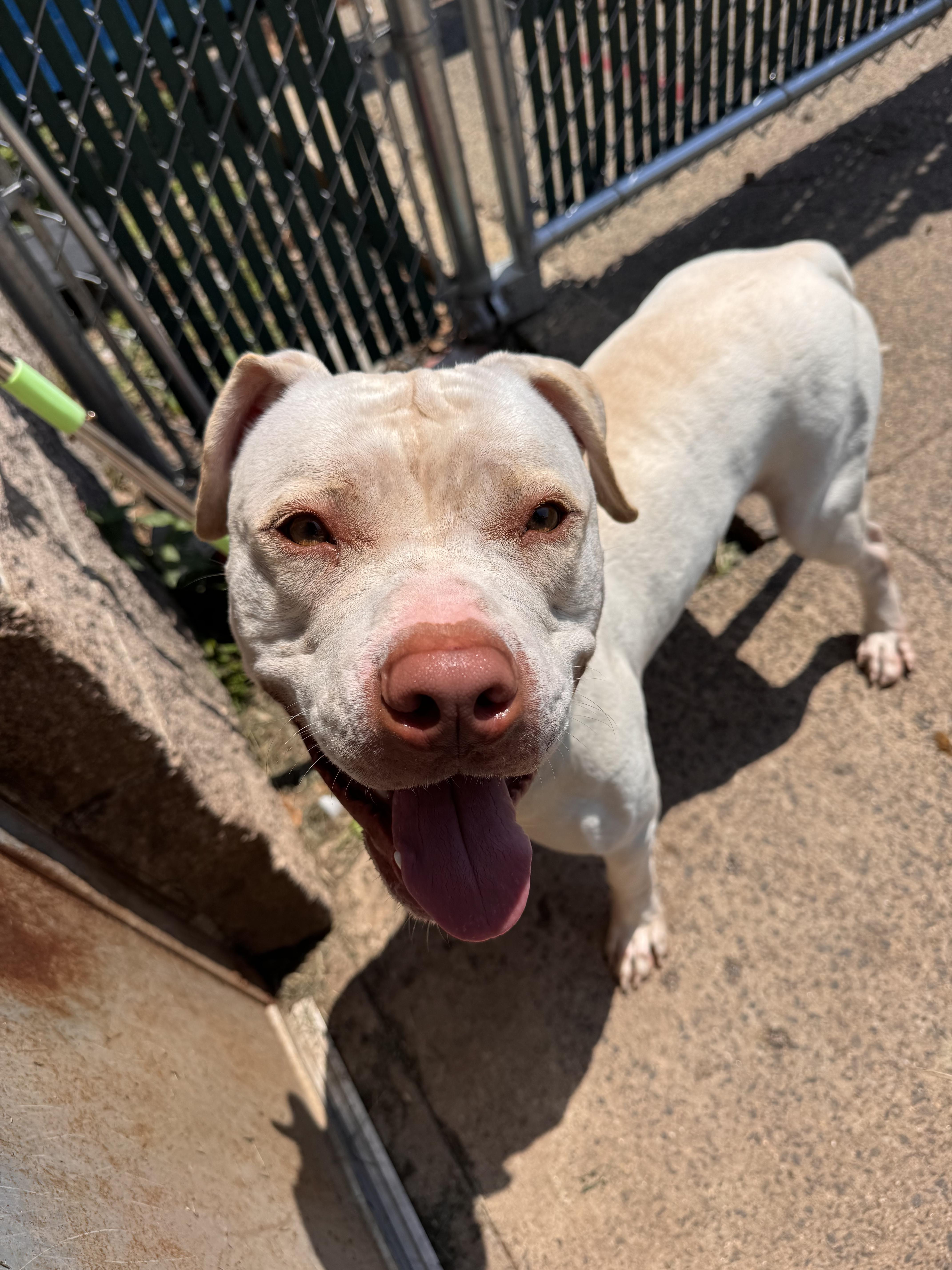 Enlarge George, a ADOPTABLE mixed breed in West Haven, CT image 1/1