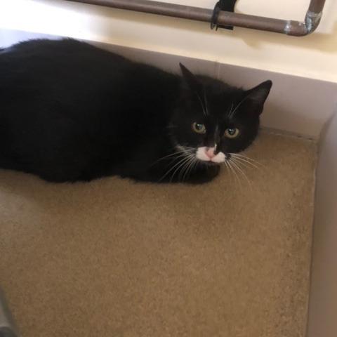 Dawn, a Adoptable Domestic Medium Hair in West Plains, MO image 2/2