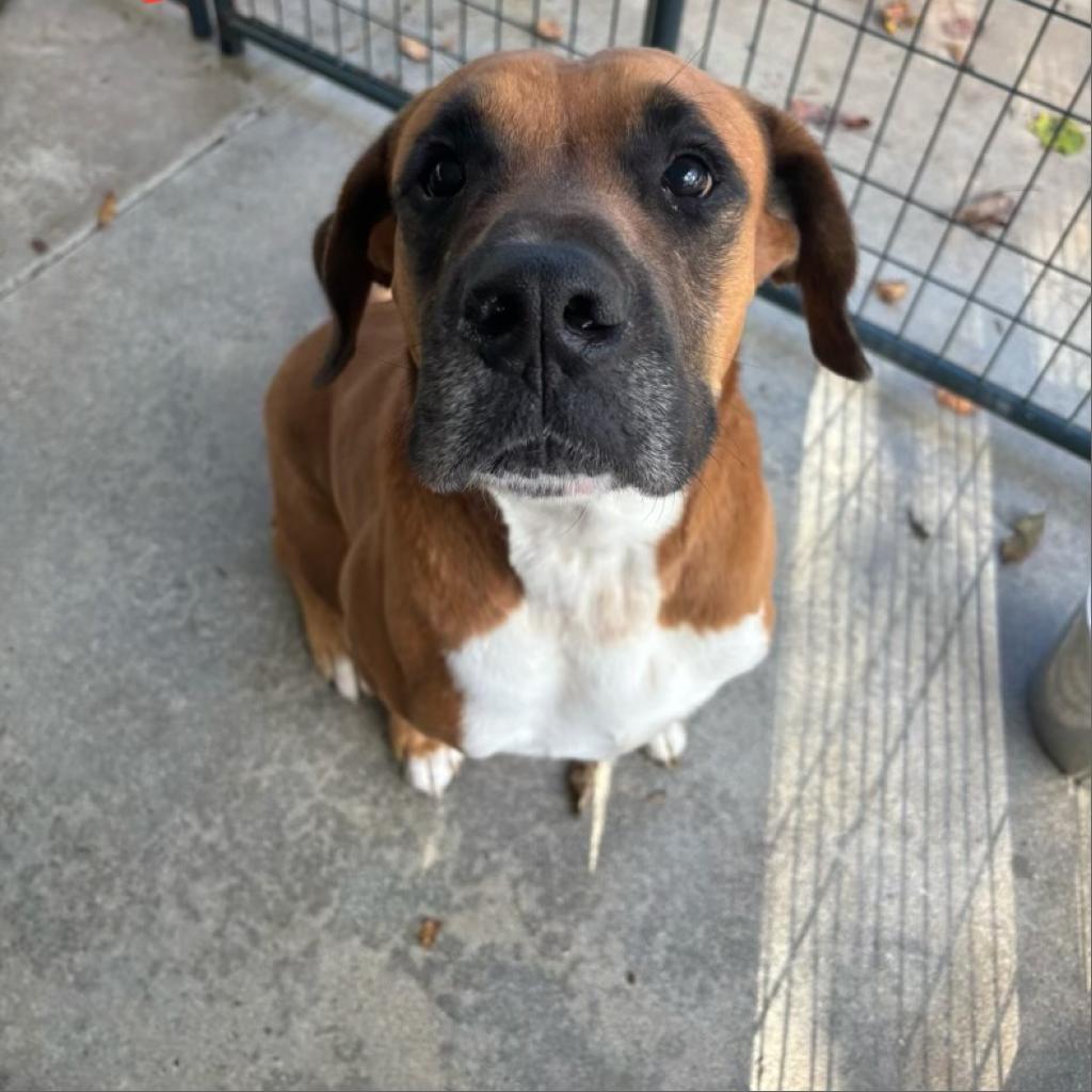 Bandit, Adoptable, Adult Male Boxer & Mixed Breed.
