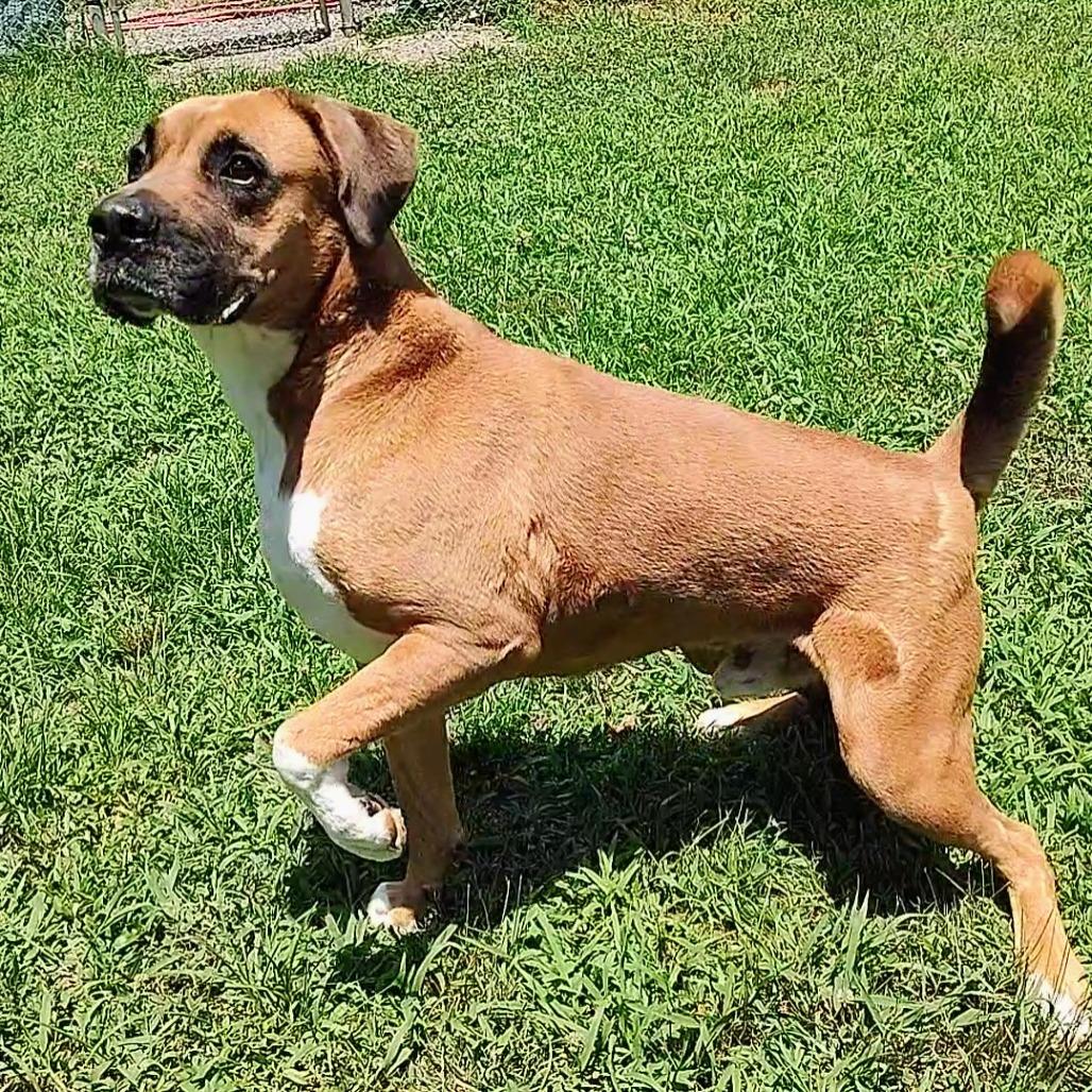 Enlarge Bandit, a Adoptable mixed breed in Marble, NC image 2/3