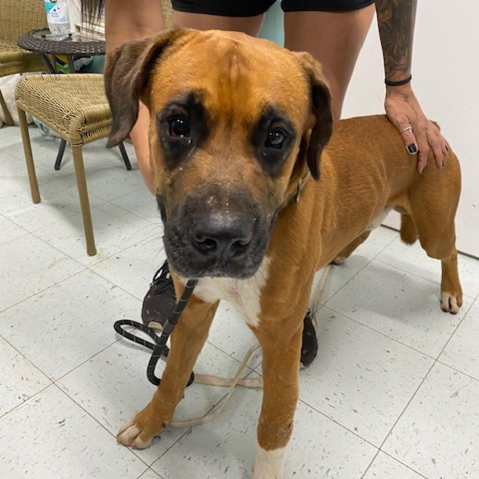 Enlarge Bandit, a Adoptable mixed breed in Marble, NC image 3/3