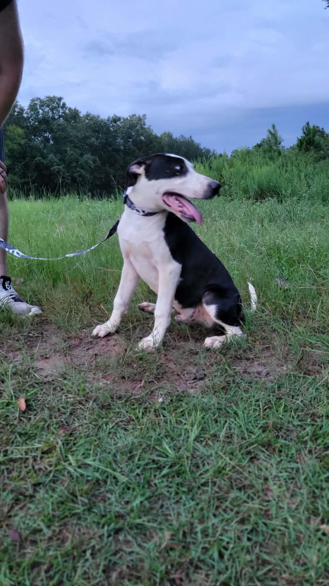 Enlarge David, a Adoptable mixed breed in Leesburg, GA image 2/2