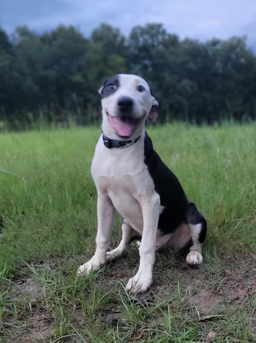David, Adoptable, Puppy Male American Bulldog & English Pointer.