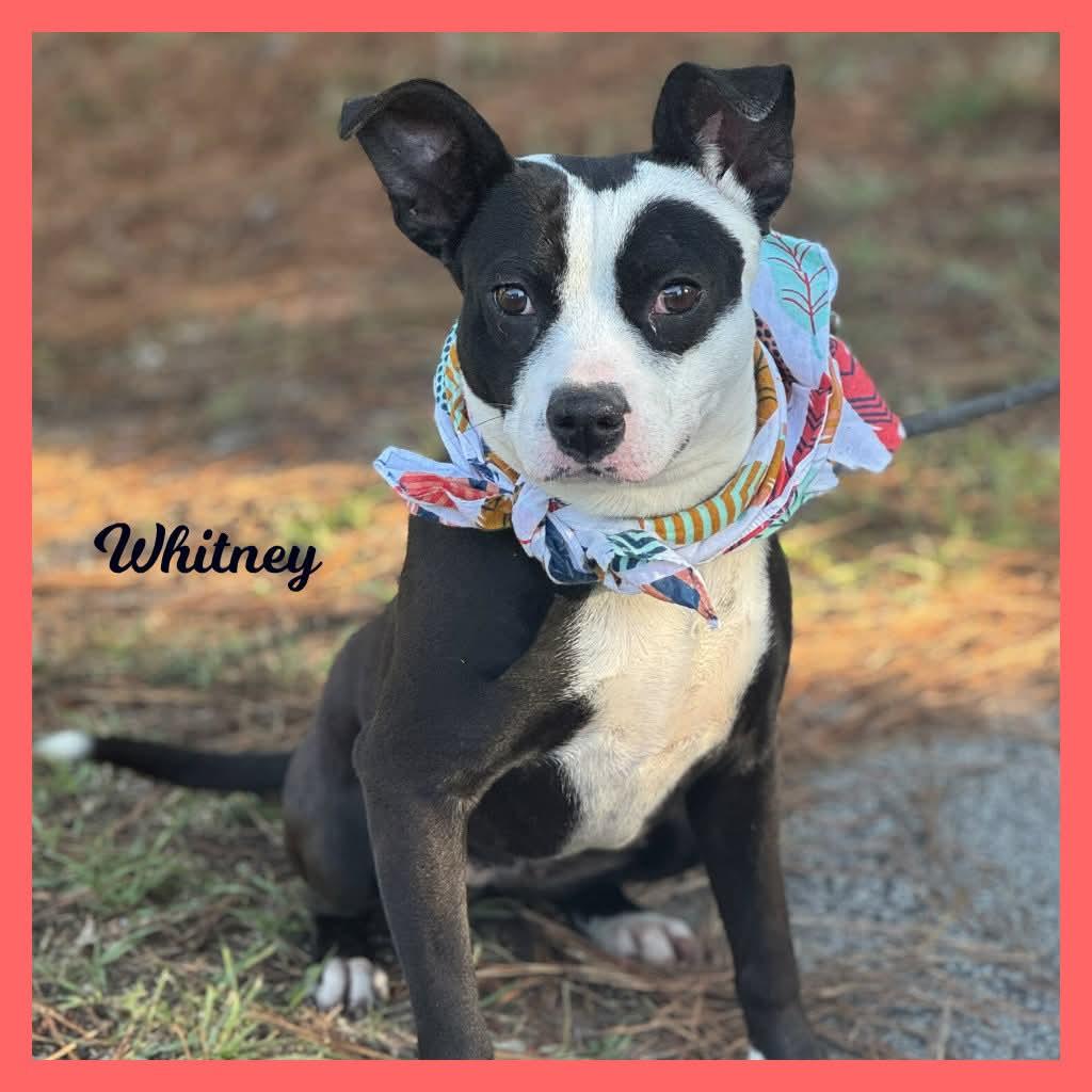 Whitney, Adoptable, Young Female Mixed Breed.