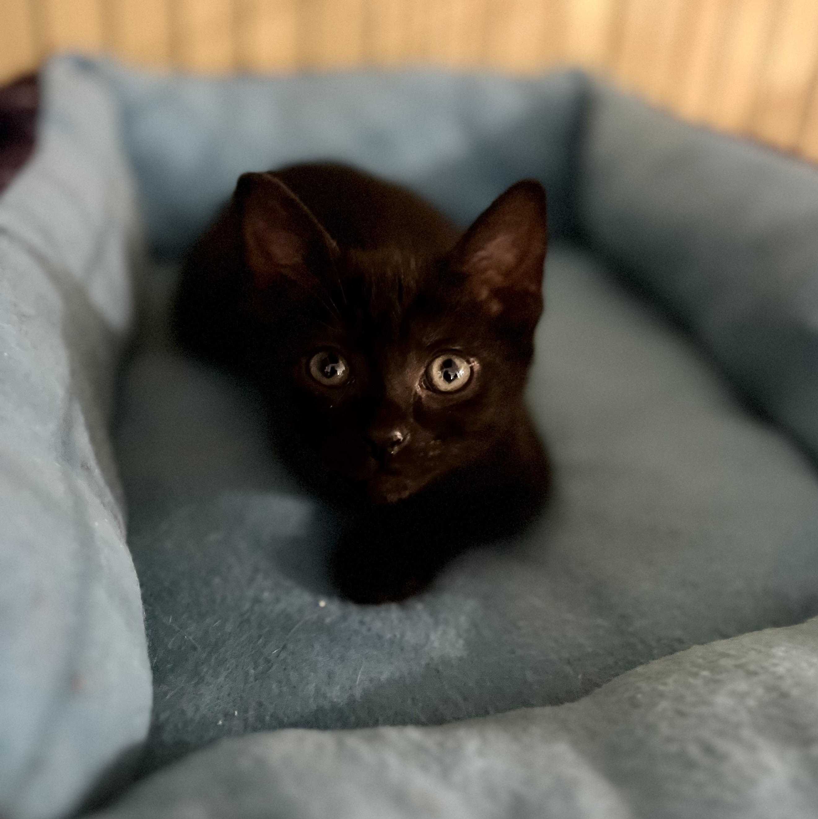 Loki photo 2