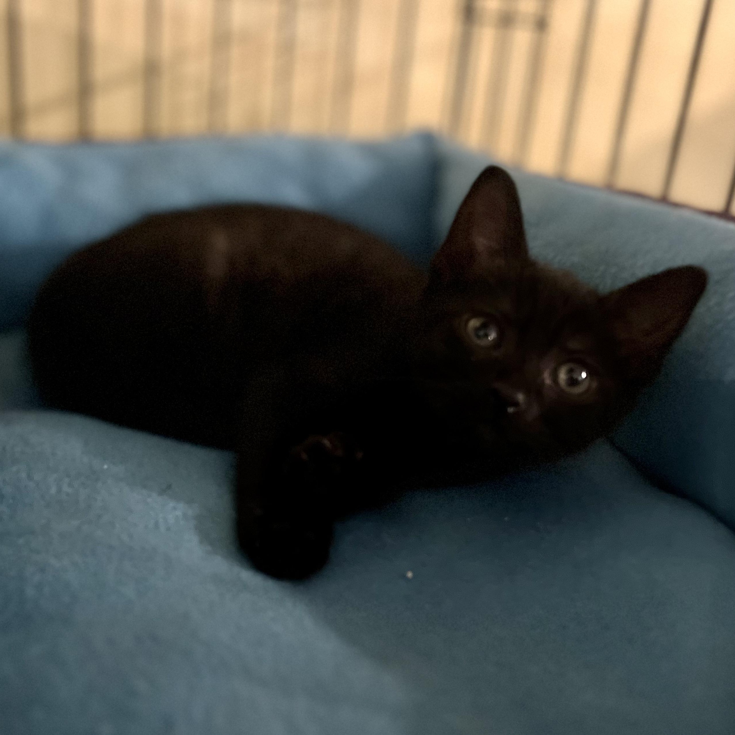 Loki photo 3