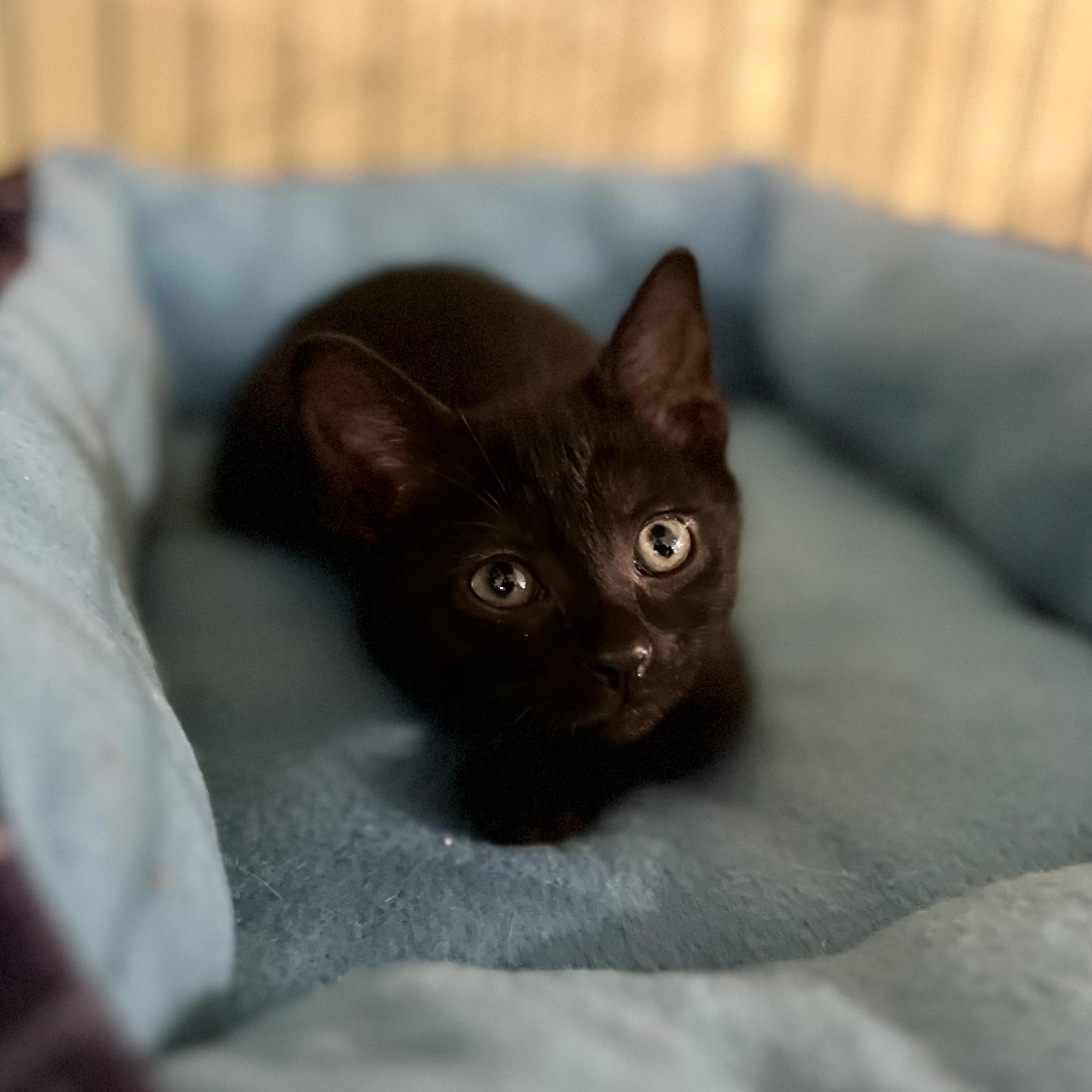 Loki, Baby Male unknown
