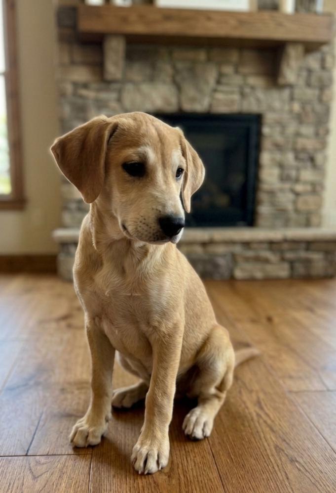 **ROLLY**, Adopted, Puppy Male Labrador Retriever.