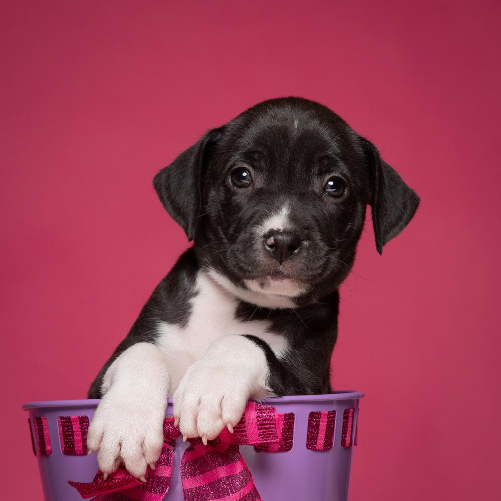 Claire (Dynamic Duo Litter), a Adoptable mixed breed in New Albany, OH image 1/2