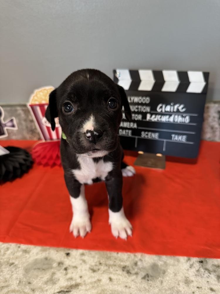 Claire (Dynamic Duo Litter), a Adoptable mixed breed in New Albany, OH image 2/2