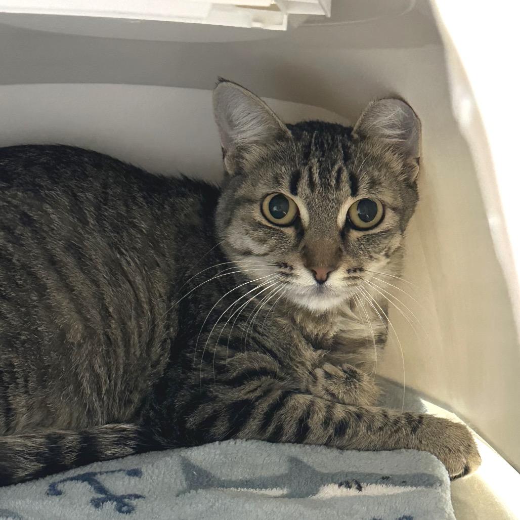 Mom, Adoptable, Young Female Domestic Short Hair.