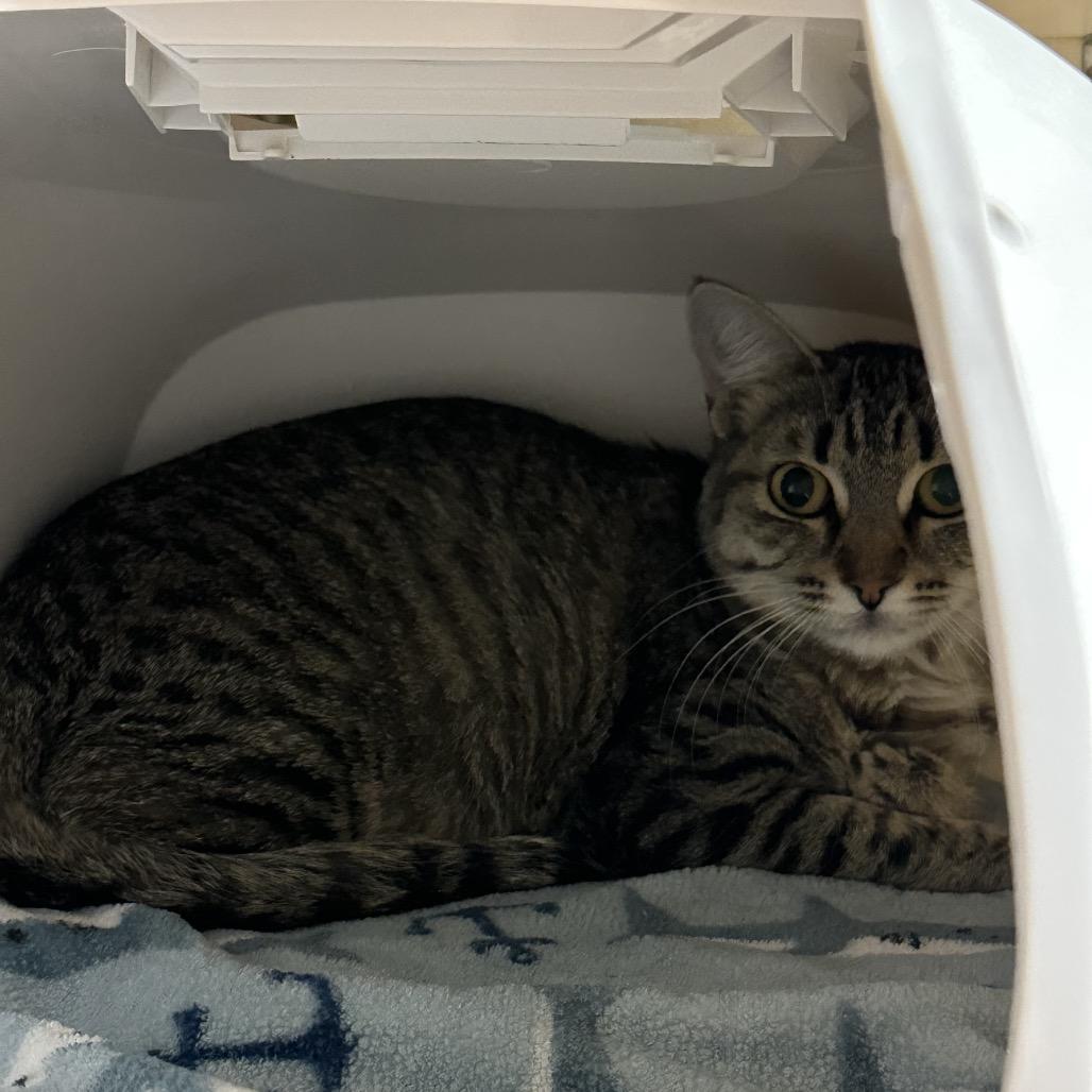 Enlarge Mom, a Adoptable Domestic Short Hair in Spokane, WA image 2/6