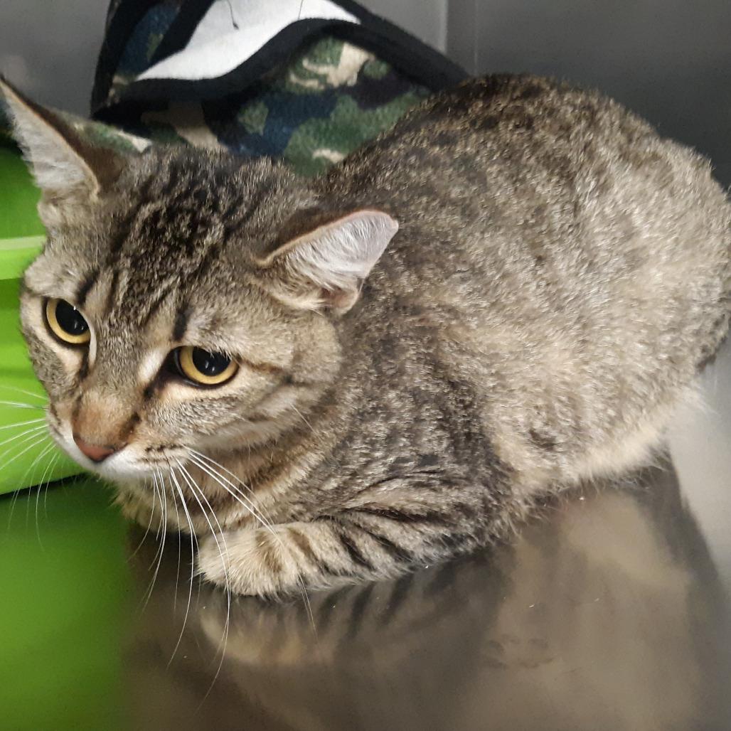 Enlarge Mom, a Adoptable Domestic Short Hair in Spokane, WA image 3/6