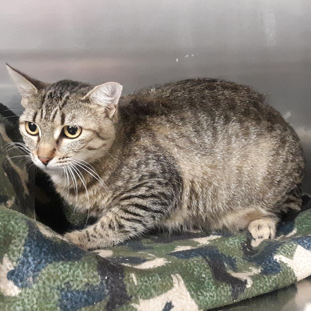 Enlarge Mom, a Adoptable Domestic Short Hair in Spokane, WA image 4/6